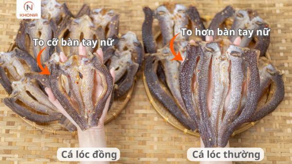 Khô Cá Lóc Sấy - Vị Vừa Ăn 11 KÍCH CỠ 2 LOẠI CÁ LÓC