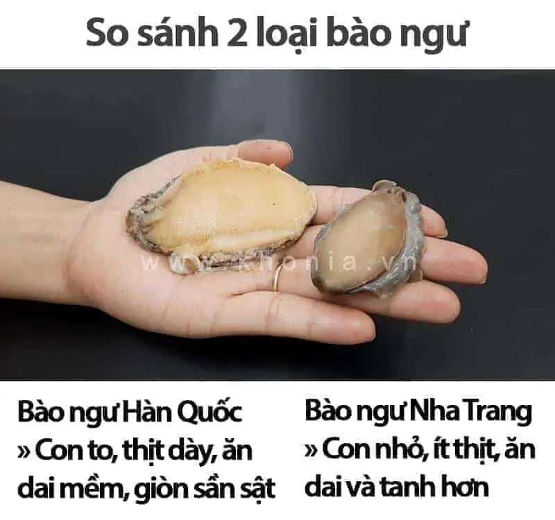 Bao-Ngu-Viet-Nam